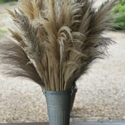 Natural Pampas Grass