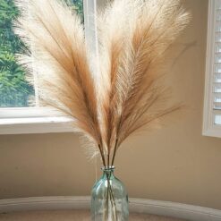 Ornamental Grasses