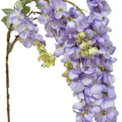 Silk Wisteria