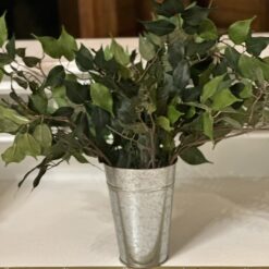Ficus Greenery
