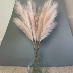 Pink Blush Pampas Grass